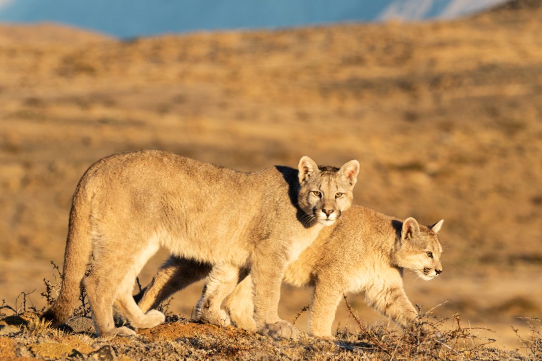 Tour fotográfico Pumas en Torres del Paine con Antonio Liebana - Watching de Observación y Fotografía