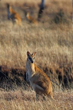 Australia salvaje, la gran aventura