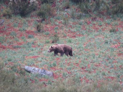 Los 3 grandes, oso pardo, lobo y gato montés en agosto 2020.