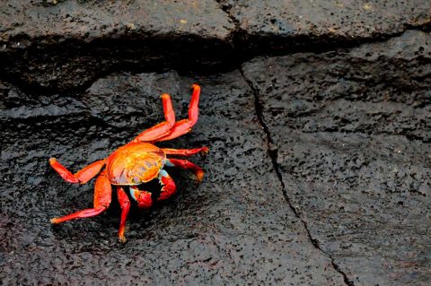 Tour fotográfico Islas Galápagos con Joaquín Gutierrez Acha