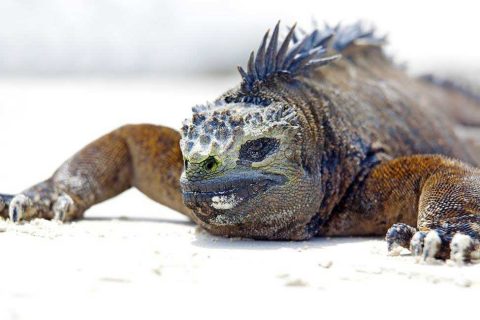 Tour fotográfico Islas Galápagos con Joaquín Gutierrez Acha