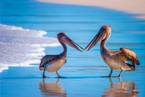 Tour fotográfico Islas Galápagos con Joaquín Gutierrez Acha