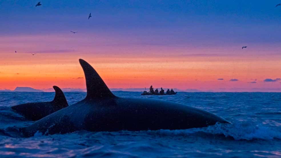 Nadando con Orcas y Yubartas en Noruega