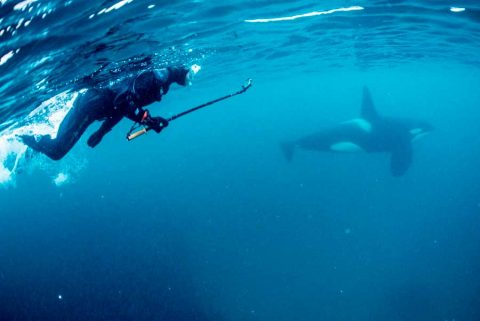 Nadando con Orcas y Yubartas en Noruega