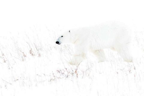 Fotografía de osos polares y fauna ártica en Canada