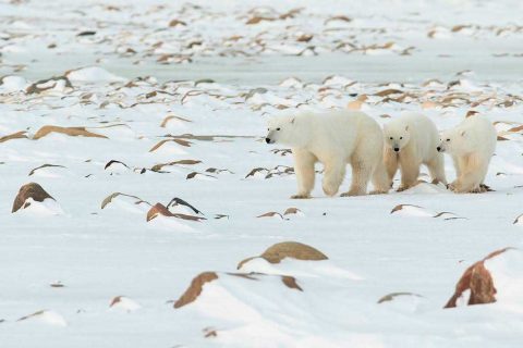 Fotografía de osos polares y fauna ártica en Canada
