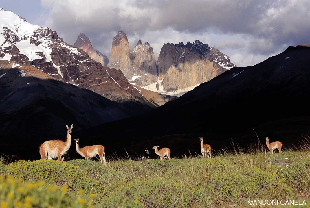 Pumas en la Patagonia chilena, con Andoni Canela