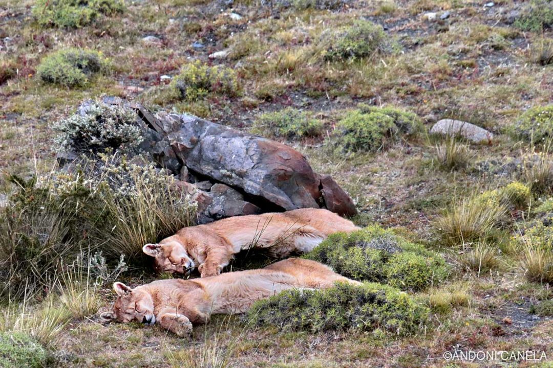 Pumas en la Patagonia chilena, con Andoni Canela