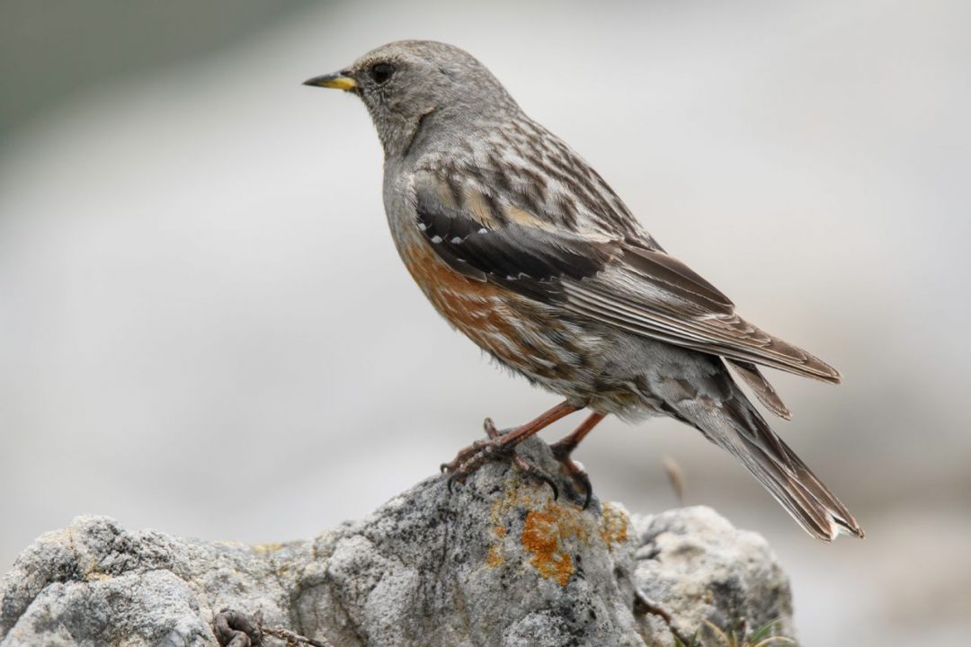 Rececho fotográfico aves alpinas