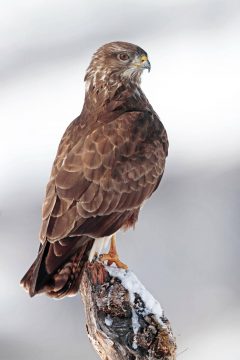 Taller fotográfico de aves invernantes