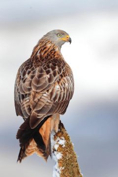 Taller fotográfico de aves invernantes