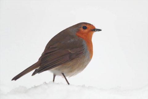 Taller fotográfico de aves invernantes