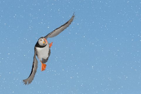 Varanger, tour fotográfico aves árticas y marinas
