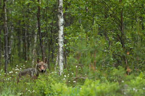Tour fotográfico de mamíferos boreales en Finlandia