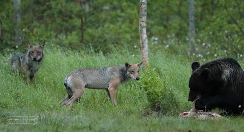 Tour fotográfico de mamíferos boreales en Finlandia