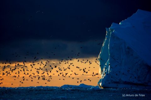 Groenlandia, bueyes almizcleros, ice cap y gigantes de hielo