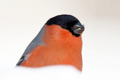Taller fotográfico de aves invernantes