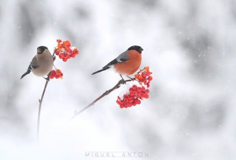 Taller fotográfico de aves invernantes