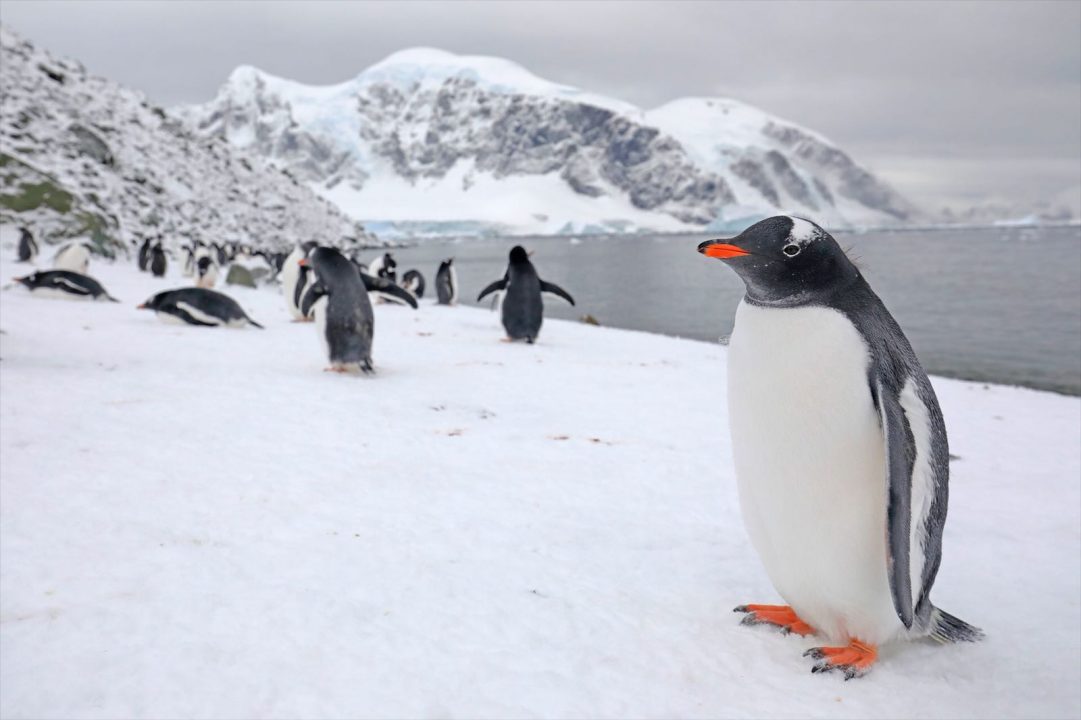 Viaje fotográfico a la Antártida