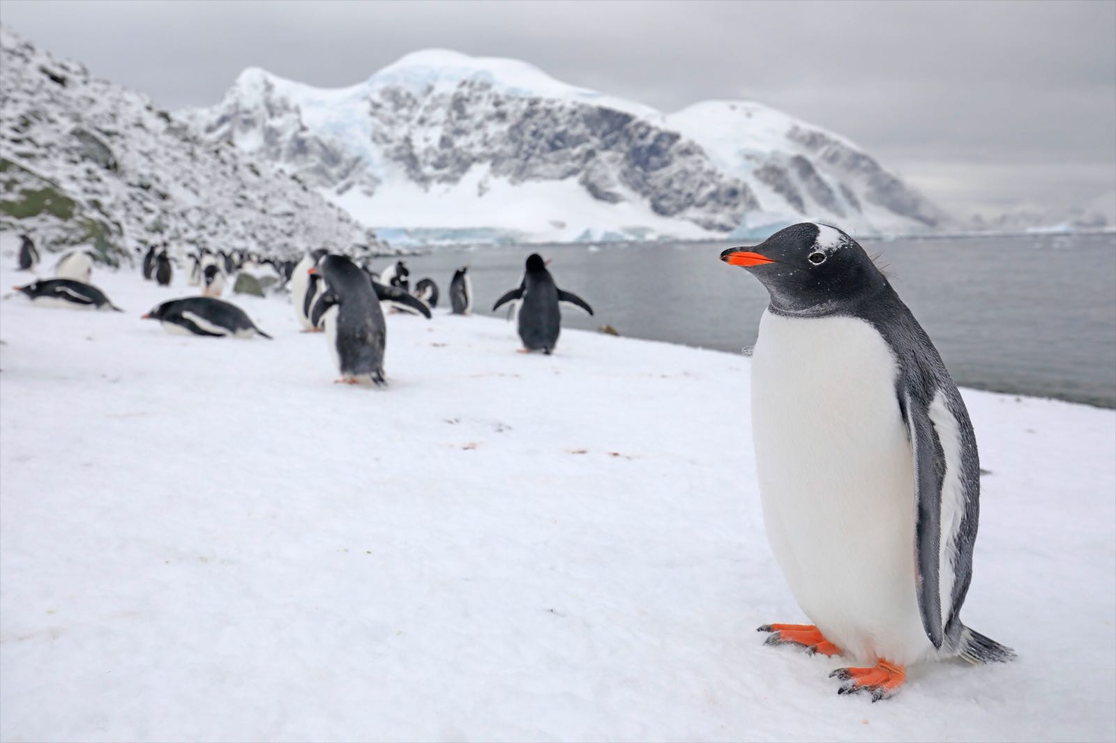 Viaje fotográfico a la Antártida