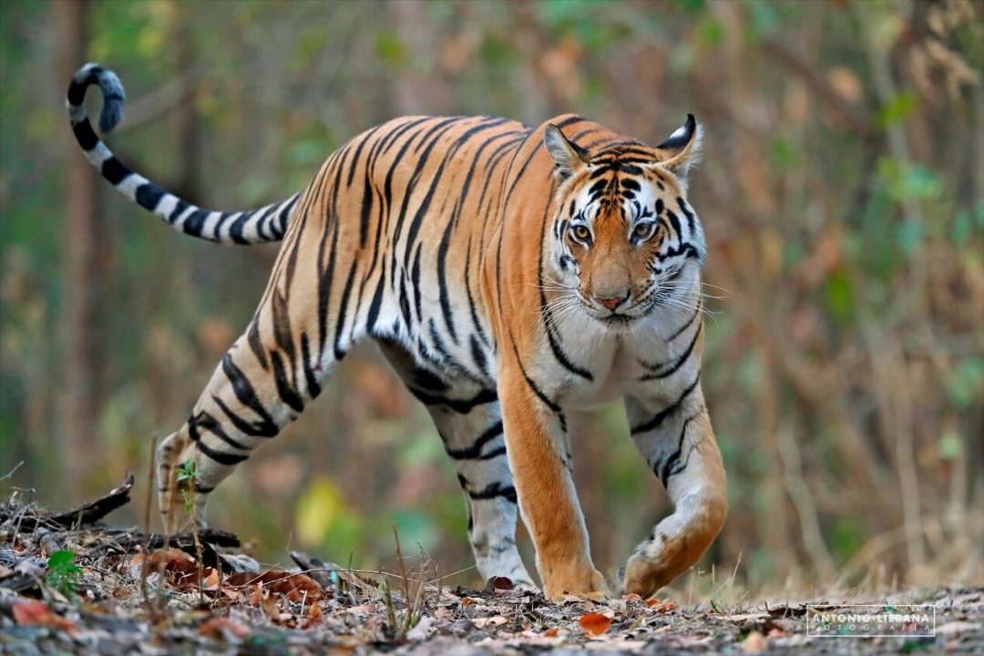 Fotografía de tigre de bengala en el Parque Nacional de Kanha 2020