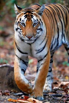 Fotografía de tigre de bengala en el Parque Nacional de Kanha 2020