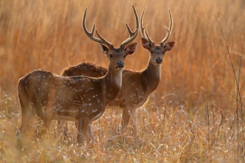 Fotografía de tigre de bengala en el Parque Nacional de Kanha 2020