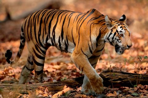 Fotografía de tigre de bengala en el Parque Nacional de Kanha 2020