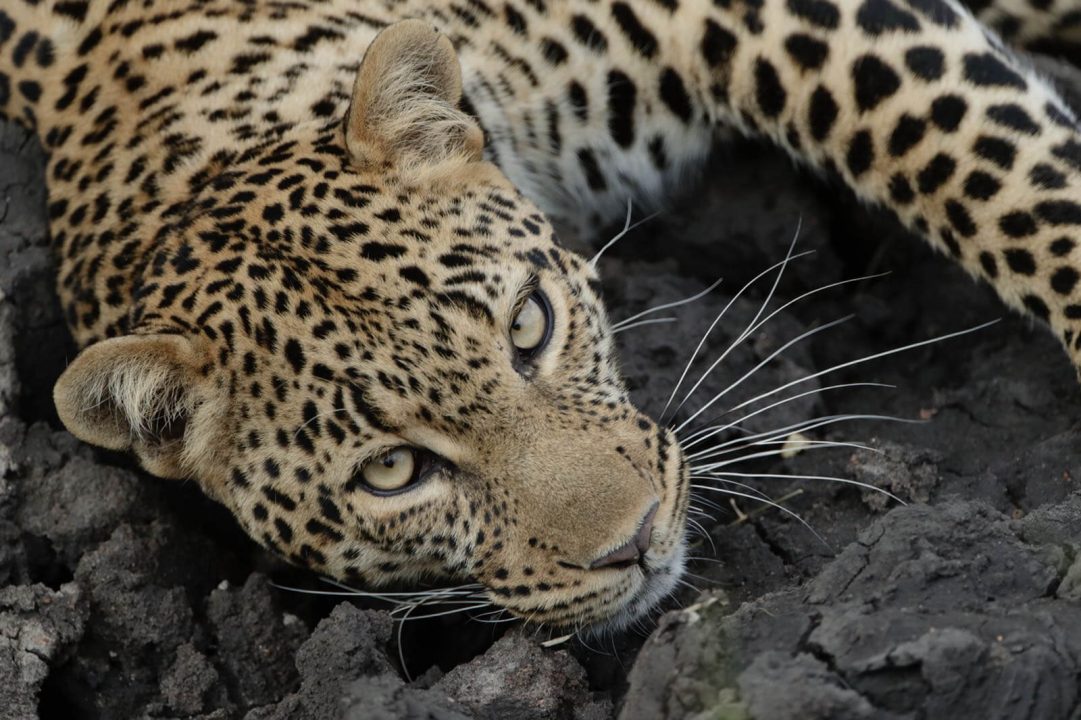 Kenia 2020, la gran migración, viaje fotográfico con Antonio Liébana