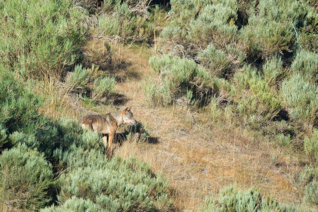 Los 3 grandes, oso pardo, lobo y gato montés en agosto 2020.