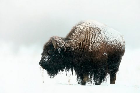 Yellowstone en invierno, tour fotográfico II