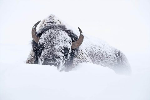 Yellowstone en invierno, tour fotográfico