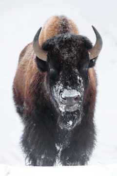 Yellowstone en invierno, tour fotográfico