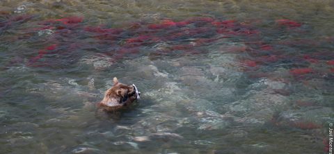 Alaska salvaje, osos, nutrias marinas y orcas