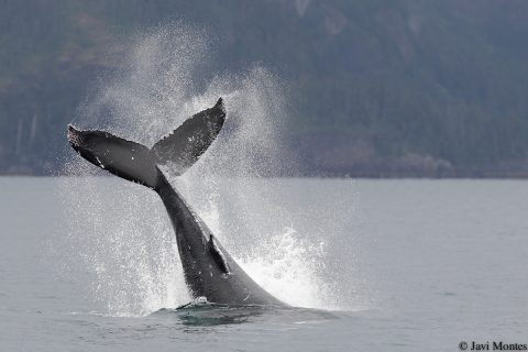 Alaska salvaje, osos, nutrias marinas y orcas