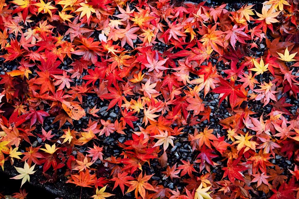 Japón en otoño, bosques, pagodas y templos, tour fotográfico