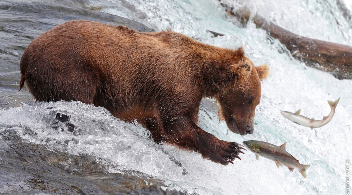 Alaska salvaje, osos grizzlies y ballenas
