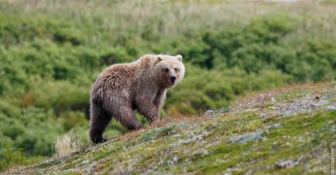 Alaska salvaje, osos grizzlies y ballenas