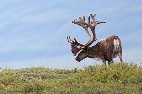 Alaska salvaje, osos grizzlies y ballenas