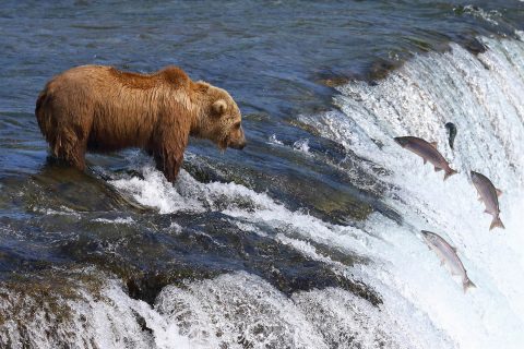 Alaska Salvaje, morsas, osos grizzlies y águilas calvas