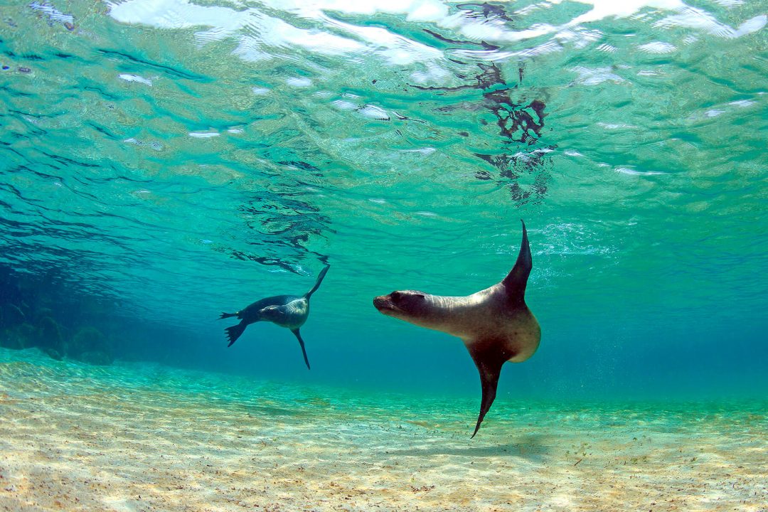 Tour fotográfico Islas Galápagos con Joaquín Gutierrez Acha