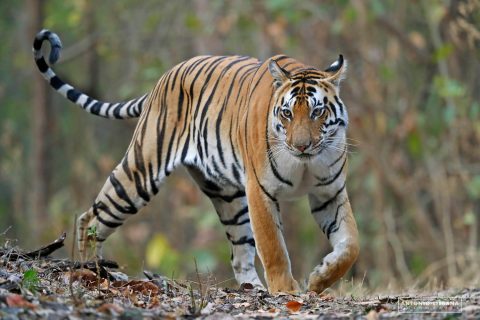 Fotografía de tigre de bengala en el Parque Nacional de Kanha 2020