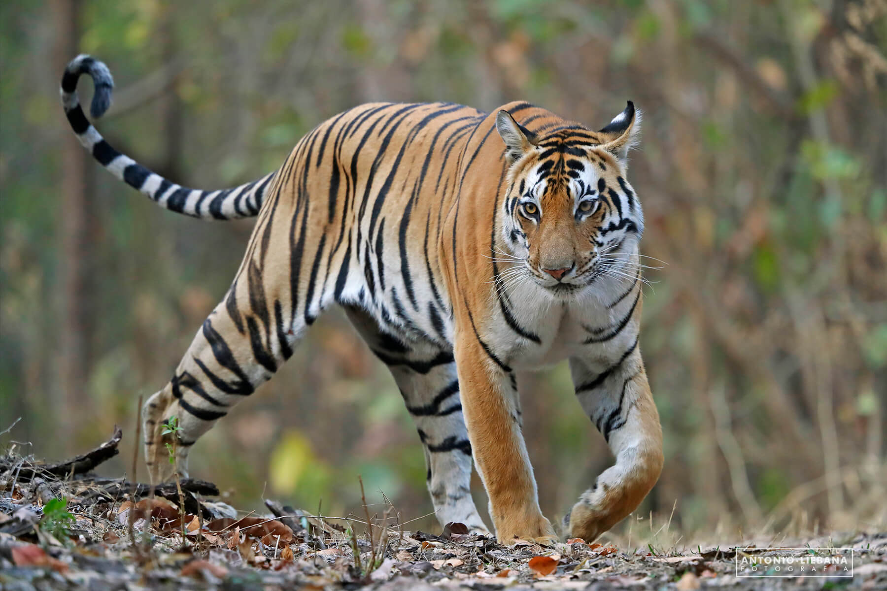 Fotografía de tigre de bengala en el Parque Nacional de Kanha 2020