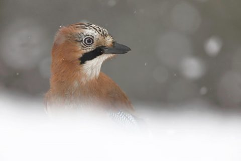 Crémenes y Villayandre