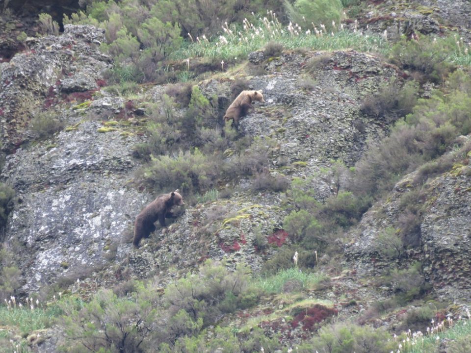 La primavera del oso pardo
