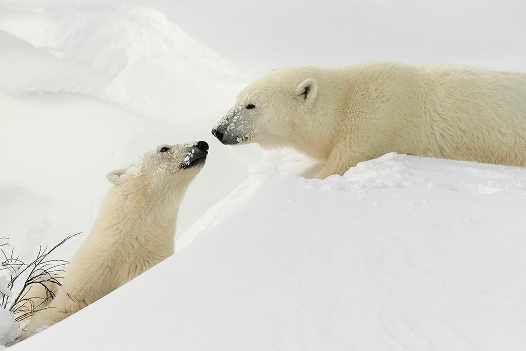 oso polar en Canada