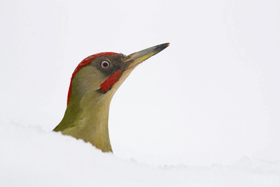 Taller fotográfico de aves invernantes con Antonio Liébana I