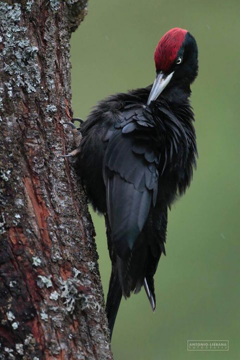 Taller de aves estivales de Crémenes con Antonio Liébana, Mayo (del 21 al 24 de Mayo)