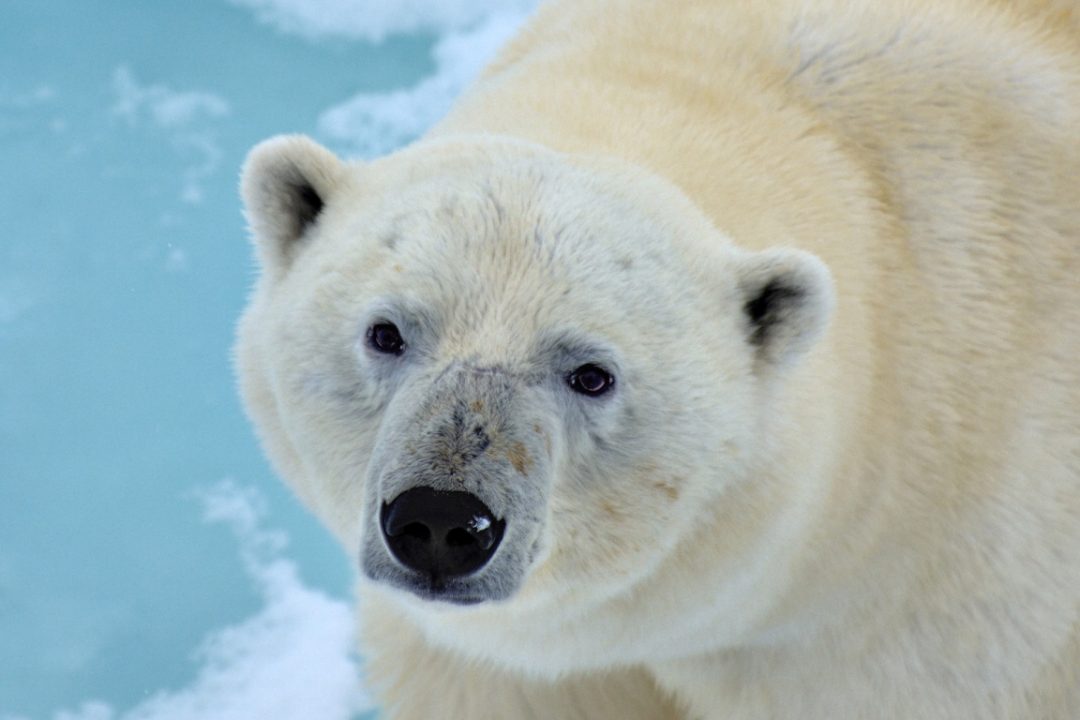 Cruceros Svalbard, observación de osos polares 2020