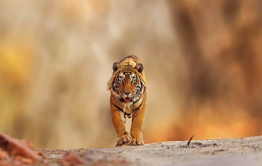 Tigres de bengala en Ranthambhore